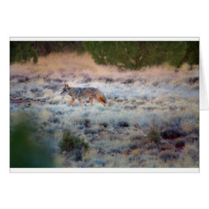 Coyote in der Abenddämmerung