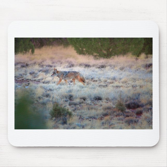 Coyote in der Abenddämmerung Mousepad (Vorne)