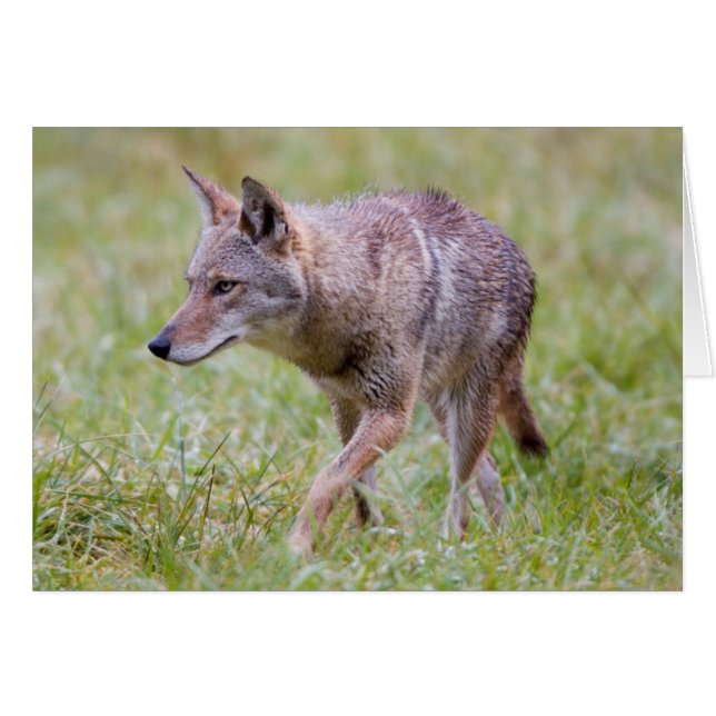 Coyote in field, Cades Cove (Vorderseite (Horizontal))