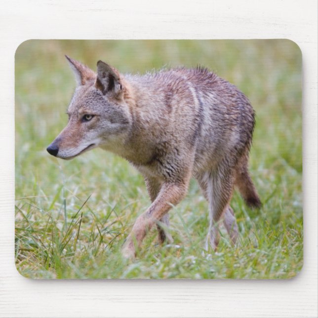 Coyote in field, Cades Cove Mousepad (Vorne)