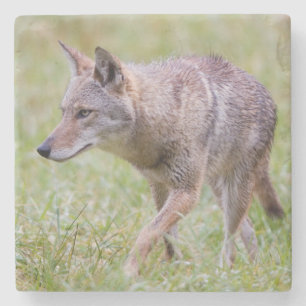 Coyote in field, Cades Cove Steinuntersetzer
