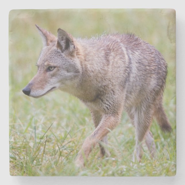 Coyote in field, Cades Cove Steinuntersetzer (Vorderseite)