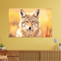 Coyote in Natur