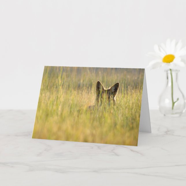 Coyote in Sonnenlicht gefaltete Grußkarte Karte (Kleine Pflanze)