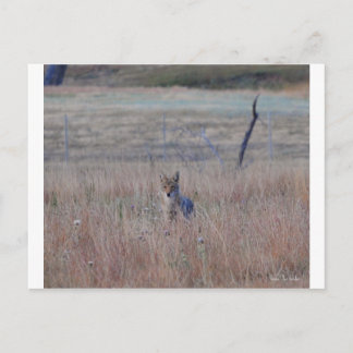 Coyote in Wind Cave National Park, South Dakota Postkarte