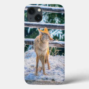 Coyote Jagd im Schnee auf Ranch - Foto wild lebend iPhone 13 Hülle