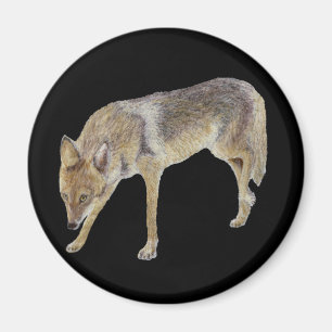 Coyote Magnet