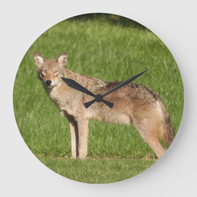 Coyote nah große wanduhr (Vorderseite)