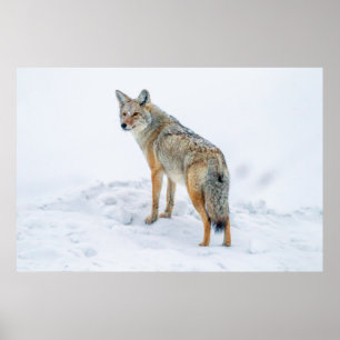 Coyote on alert in snow poster