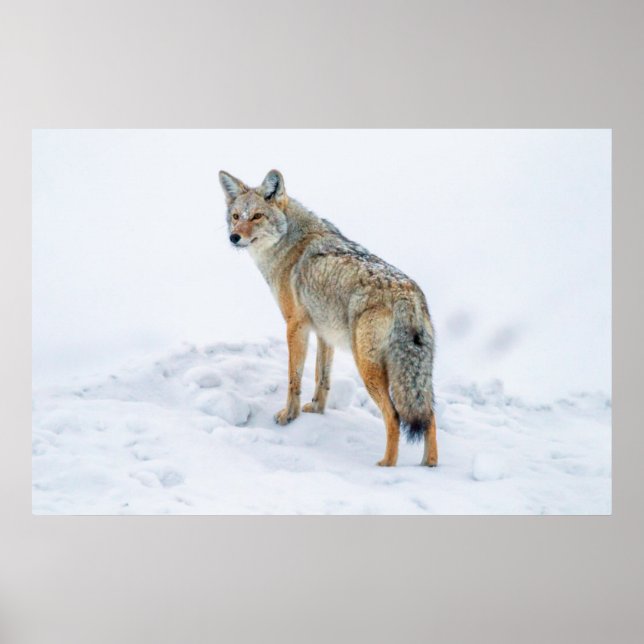 Coyote on alert in snow poster (Vorne)
