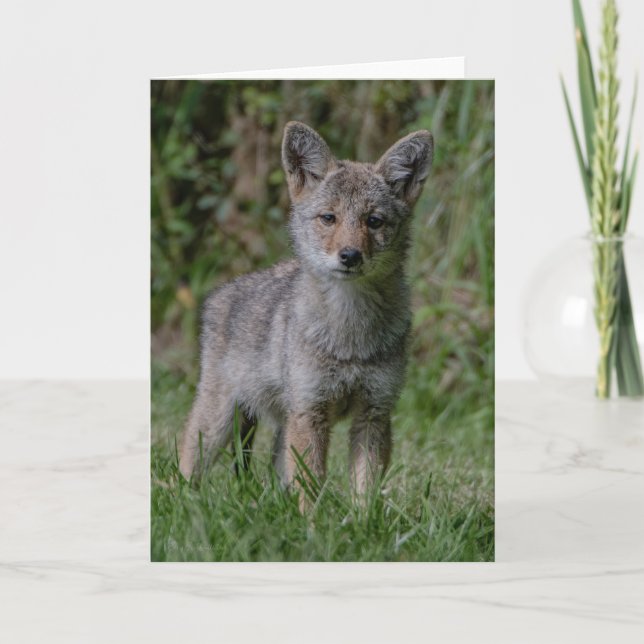 Coyote Pup Oars - Coyote Dankeschön Karte (Vorderseite)