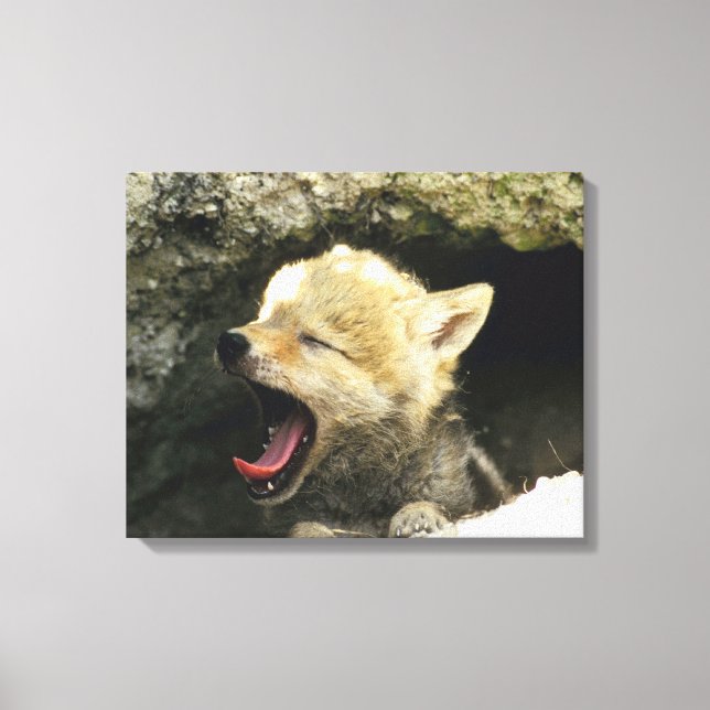 Coyote pup yawning leinwanddruck (Vorderseite)