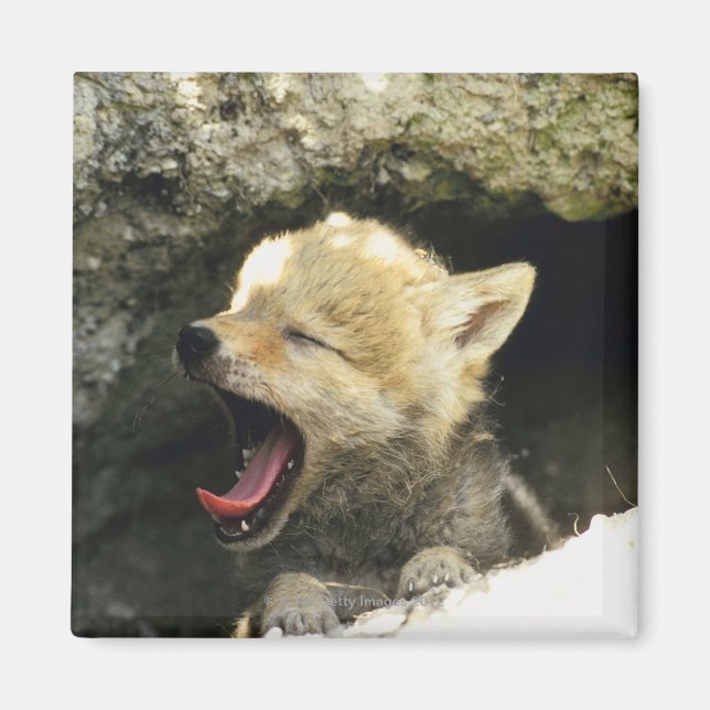 Coyote pup yawning magnet (Vorne)