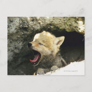 Coyote pup yawning postkarte