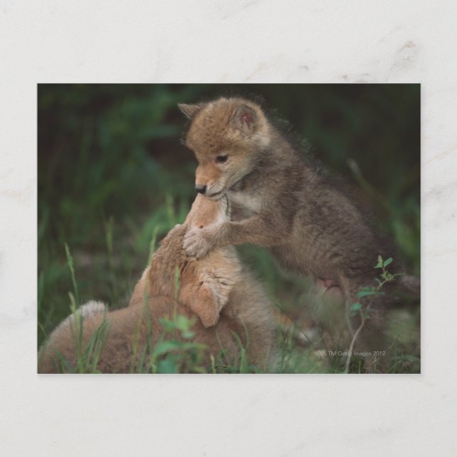 Coyote Puppies Wrestling (Canis Latrans) Postkarte (Vorderseite)