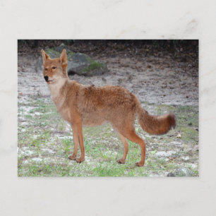 Coyote (South Dakota) Postkarte