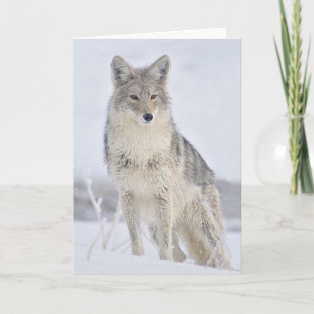 Coyote - Wildlife Fotografy von Steven Holt Karte (Vorderseite)