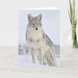 Coyote - Wildlife Fotografy von Steven Holt Karte