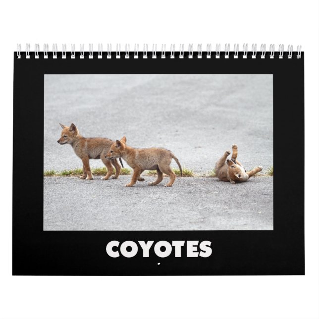 Coyotes-Kalender Kalender (Titelbild)