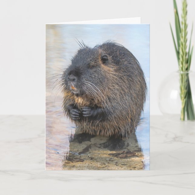 Coypu im Wasser Karte (Vorderseite)