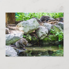 Coypus Postkarte