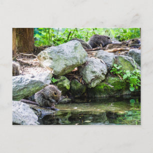 Coypus Postkarte