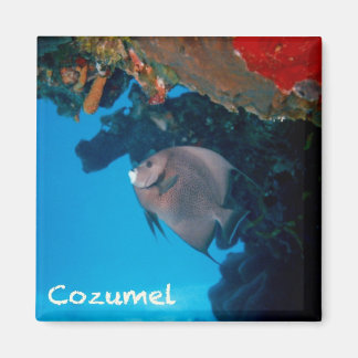 Cozumel Angelfish Magnet
