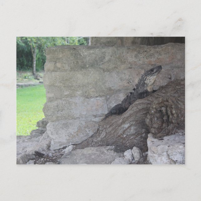 Cozumel Lizard Postkarte (Vorderseite)