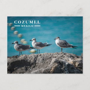 Cozumel Mexico Möwen auf Felsen Feiertagspostkarte
