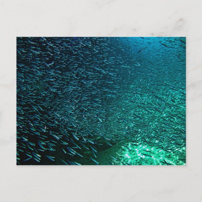 Cozumel Mexico Postkarte (Vorderseite)