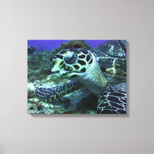 Cozumel-Schildkröte #2 Leinwanddruck