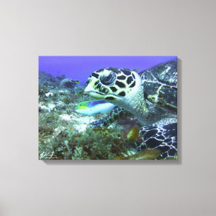Cozumel-Schildkröte Leinwanddruck
