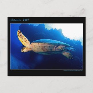 Cozumel - Schildkröte Postkarte