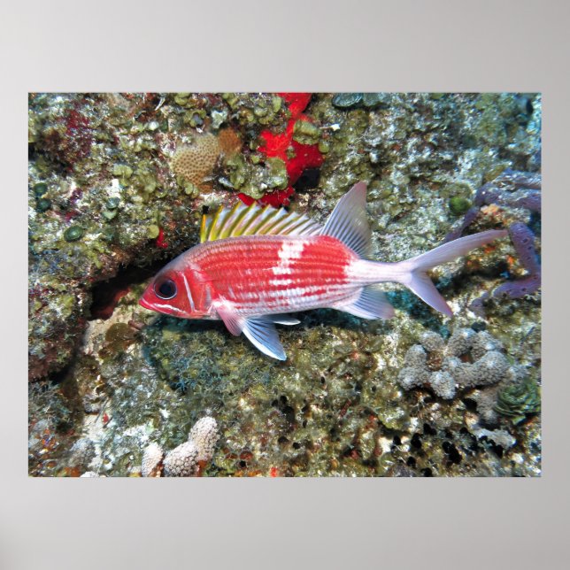 Cozumel Squirrelfish II Poster (Vorne)