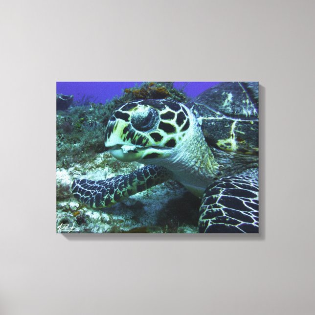 Cozumel Turtle #2 Leinwanddruck (Vorderseite)