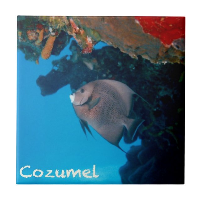 CozumelAngelfish Fliese (Vorderseite)