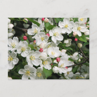 Crab Apple Blüten sind ein sicheres Zeichen für de Postkarte