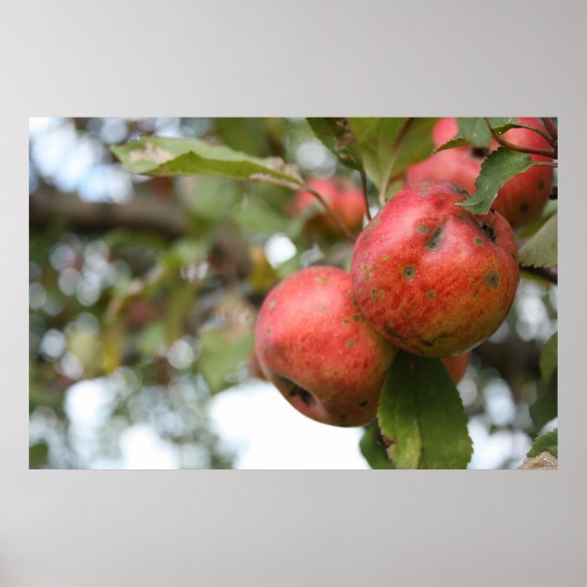 Crab Apple on Tree Poster (Vorne)