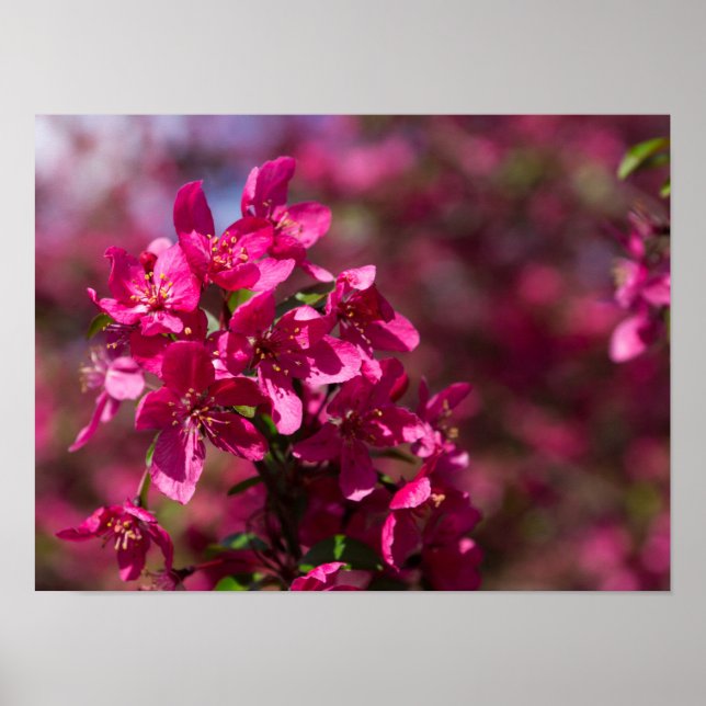 Crab Apple Shadows Poster (Vorne)