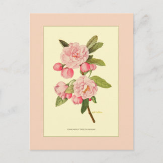 Crab Apple Tree Blüten Postkarte
