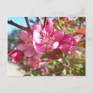 Crab Apple Tree in Bloom Postkarte