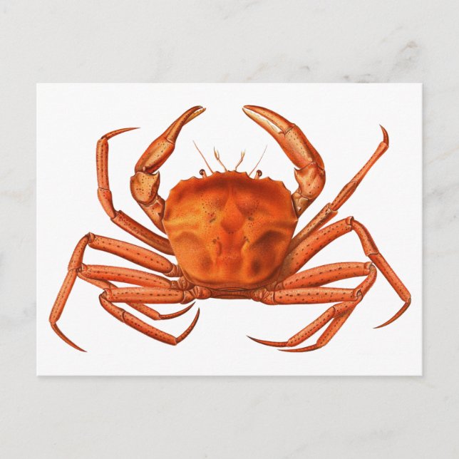 Crab Postcard - antike wissenschaftliche Illustrat Postkarte (Vorderseite)