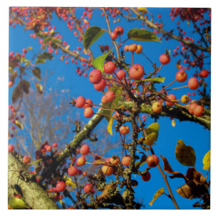 Crab wendet sich gegen eine Blue-Sky-Keramik Fliese