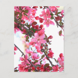 Crabapple Beauty Postkarte