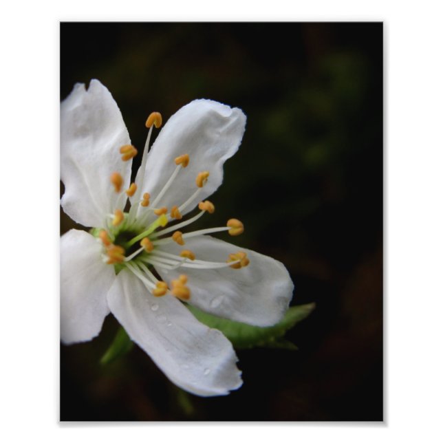 Crabapple Blossom Fotodruck (Vorne)