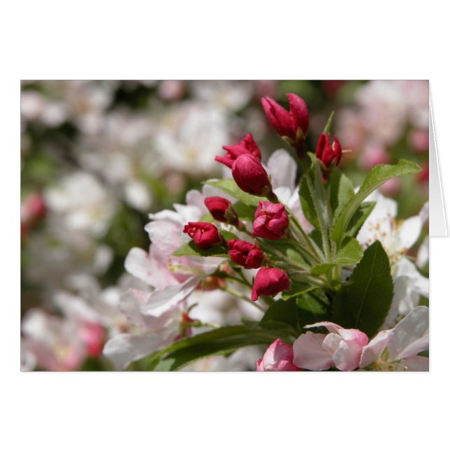 Crabapple Knospen (Vorderseite (Horizontal))