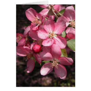 Crabapple rose