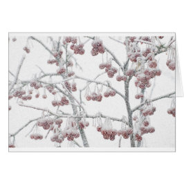 Crabapples rouge dans la neige