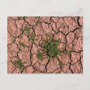 Cracked Earth Fotograf Postkarte