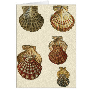 Crackig Antike Muscheln